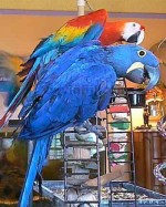 Prodám Hyacint papoušek papoušci 