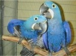 Prodám Hyacint papoušek papoušci