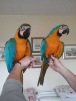 Zlatá a modrá papoušek pro prodej