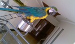 Nabídka Ara Ararauna papoušek  
