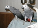 Prodám Africké šedé papoušci 