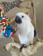 Kakadu papoušci