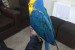 Ara Ararauna papoušci pro prodej obrázok 1