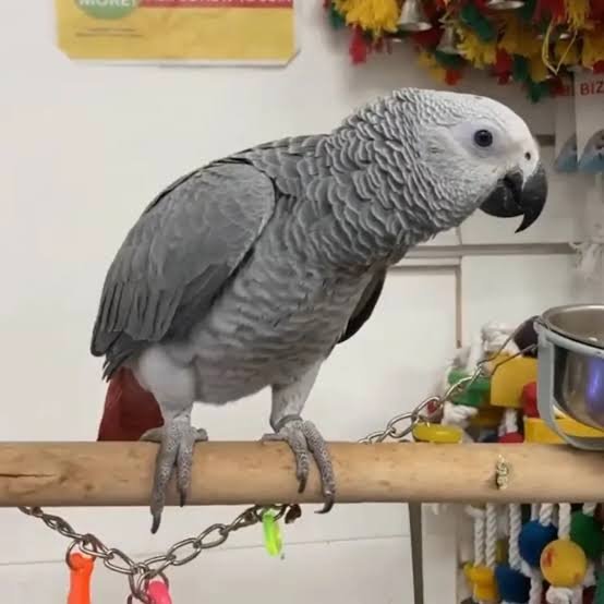Priateľský africký sivý papagáj na adopciu