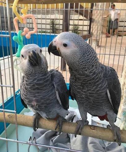 Rodina afrických sivých papagájov na adopciu