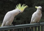  čisto biele dáždnik kakadu papagáje pre krásne domovy