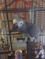 Prodám Žako Africké šedé papoušci