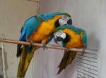 Ara Ararauna papoušci s doklady