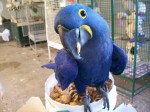 Prodám Hyacint papoušek papoušci