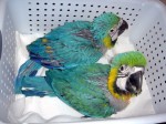 Macaw parrots (Whatsapp +420 735 010 594) available 