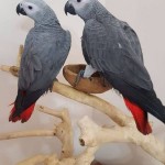 Africký papagáj sivý na adopciu