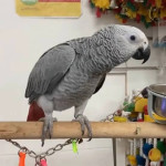 Priateľský africký sivý papagáj na adopciu