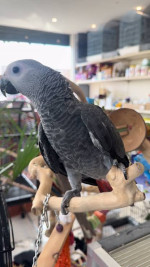 Vycvičené africké sivé papagáje na adopciu