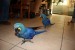 Prodám Hyacint papoušek papoušci  obrázok 1
