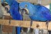 Prodám Hyacint papoušek papoušci  obrázok 2