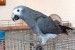 Nabídka Africké šedé papoušci  obrázok 2