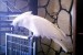  čisto biele dáždnik kakadu papagáje pre krásne domovy obrázok 1