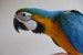 Rozkošný papoušci na prodej  obrázok 2