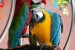 Roztomilý papoušci k prodeji. obrázok 2