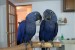 Prodám Hyacint papoušek papoušci obrázok 2