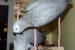 Prodám Žako Africké šedé papoušci obrázok 1