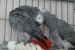 Prodám Žako Africké šedé papoušci obrázok 2