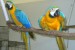 prodat Ara Ararauna papoušek obrázok 1