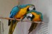 prodat Ara Ararauna papoušek obrázok 2