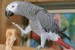 Prodám Žako Africké šedé papoušci obrázok 2