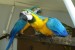 Zlatá a modrá papoušek pro prodej obrázok 1