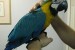 Zlatá a modrá papoušek pro prodej obrázok 2