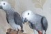 Prodám Africké šedé papoušci  obrázok 3