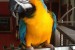 Vánoce Ara Ararauna papoušci  pro prodej obrázok 1