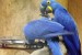 Prodám Hyacint papoušek papoušci obrázok 3