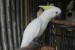 Kakadu papoušci obrázok 1