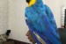 Prodám Ara Ararauna papoušci obrázok 1