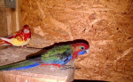 Rozela penant – fotka 2