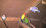 Agapornis fišeri – fotka 2