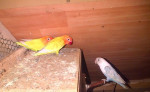 Agapornis fišeri – fotka 3