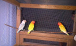Agapornis fišeri – fotka 4