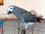 Nabídka Africké šedé papoušci  – fotka 3
