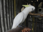 Kakadu papoušci – fotka 2