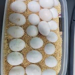 k dispozícii vtáky a papagáje – fotka 3