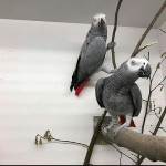 Africké papagáje šedé na adopciu – fotka 2